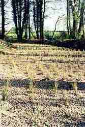 Reed Bed Project Pic 8