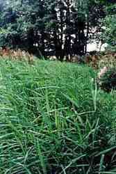 Reed Bed Project Pic 10